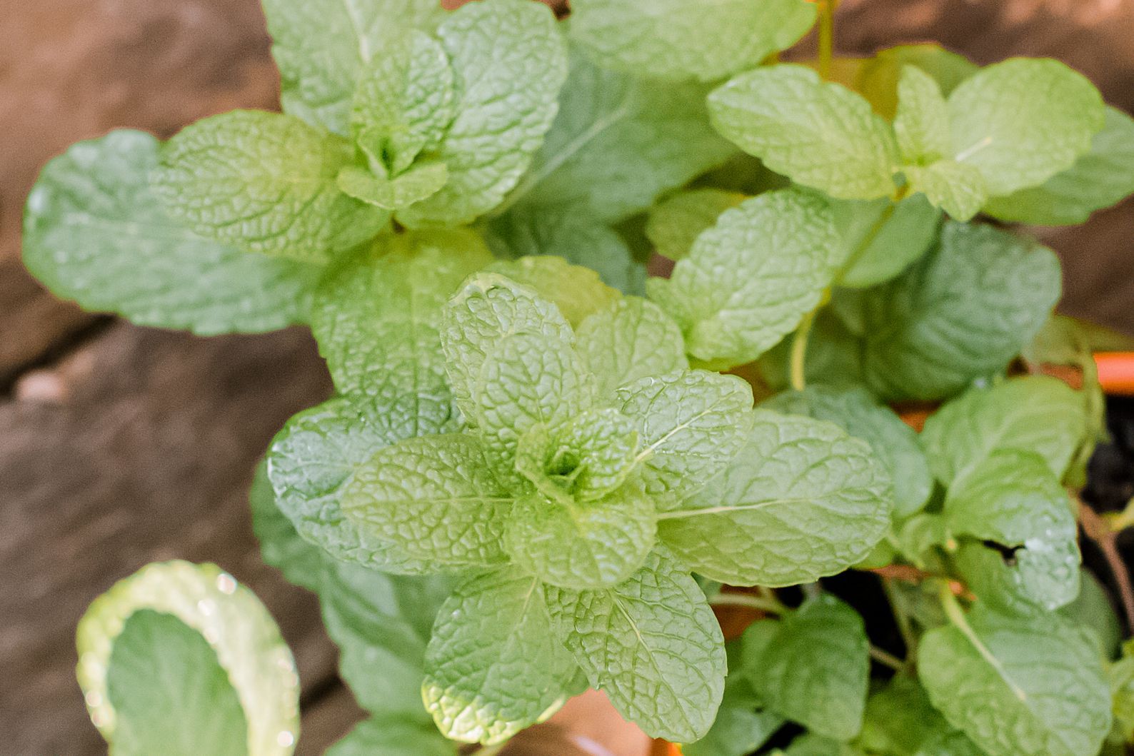 herb gardening kit