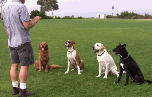 Round Rock Dog Training and Cedar Park Dog Training

