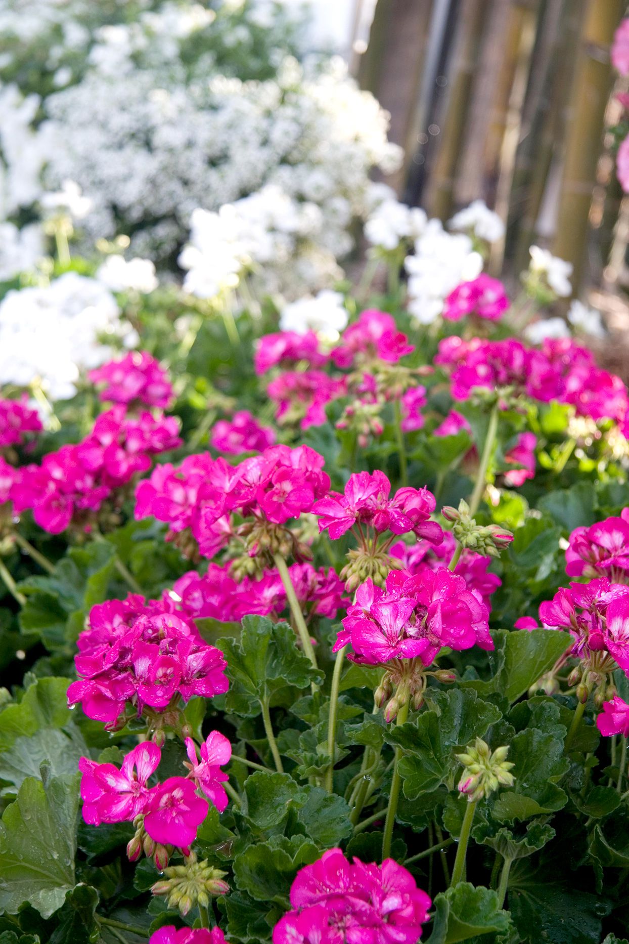 container herb gardening