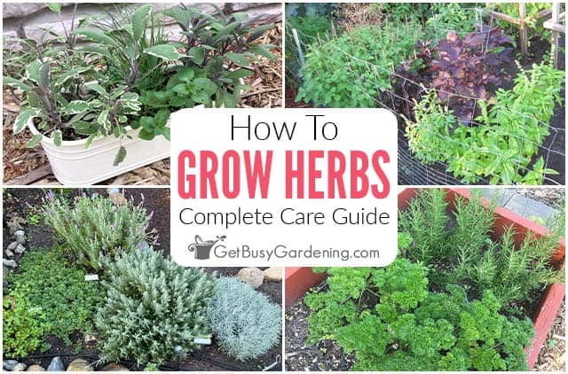 How to grow Moss Garden Indoors
