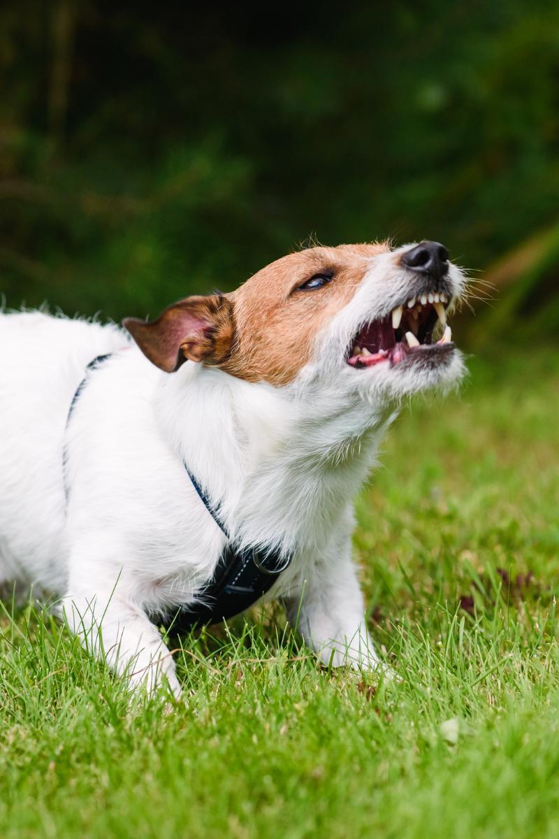 is the rabies vaccine safe for dogs