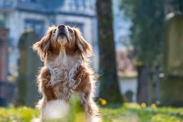 The Best Dogs For Apartments

