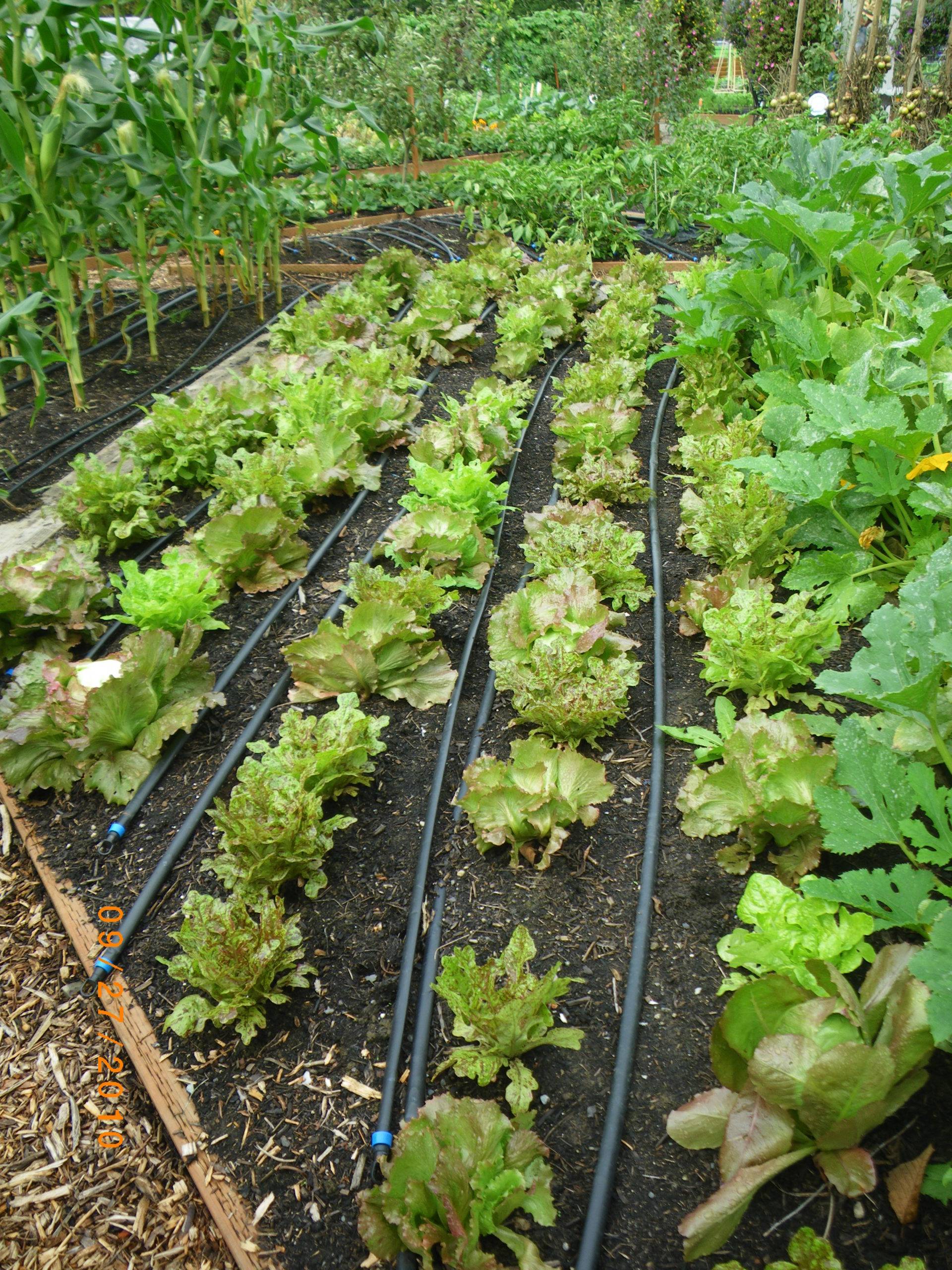 vegetable gardening for beginners