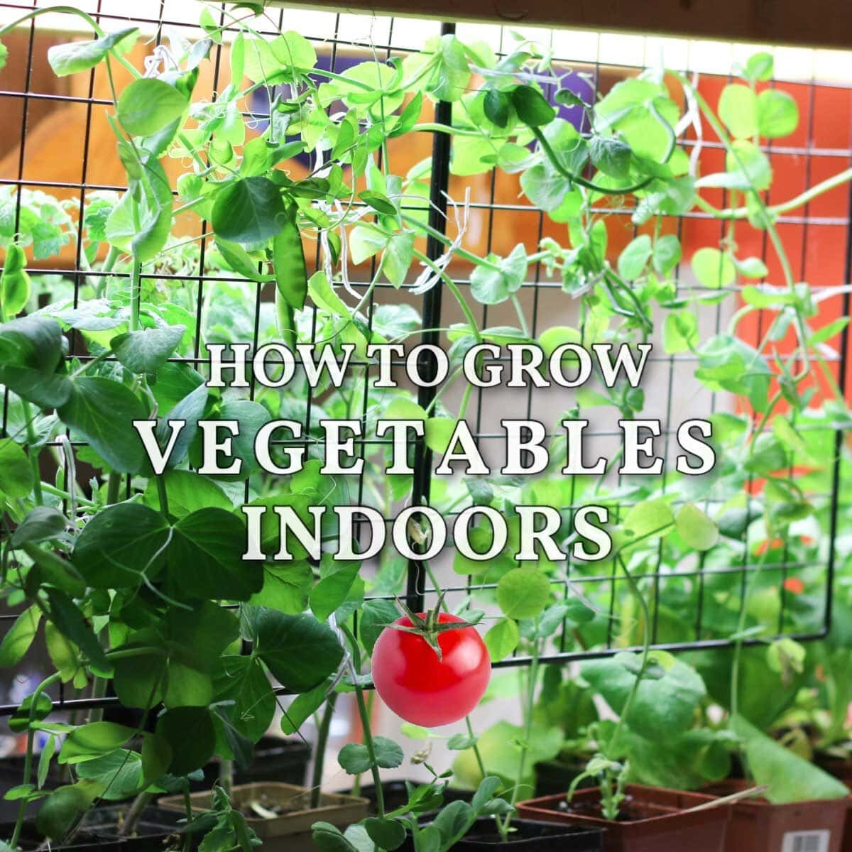 How to Get Indoor Plants Faster to Grow
