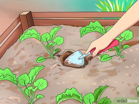 tips for gardening