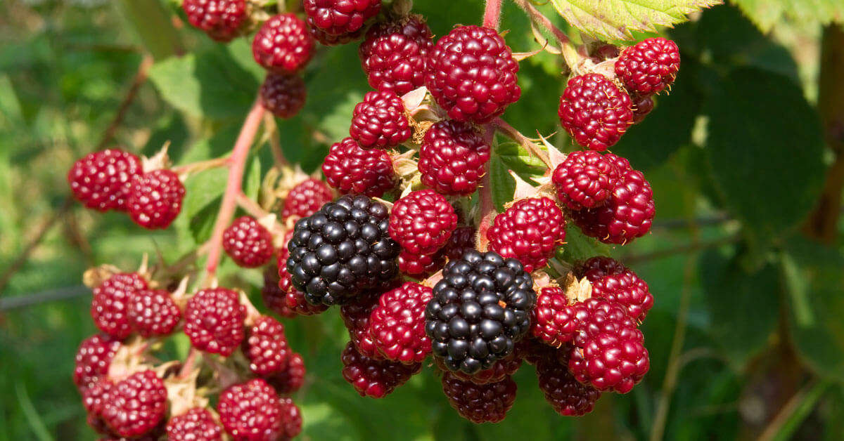 gardeners tips