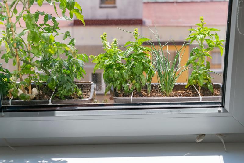 kitchen herb gardening