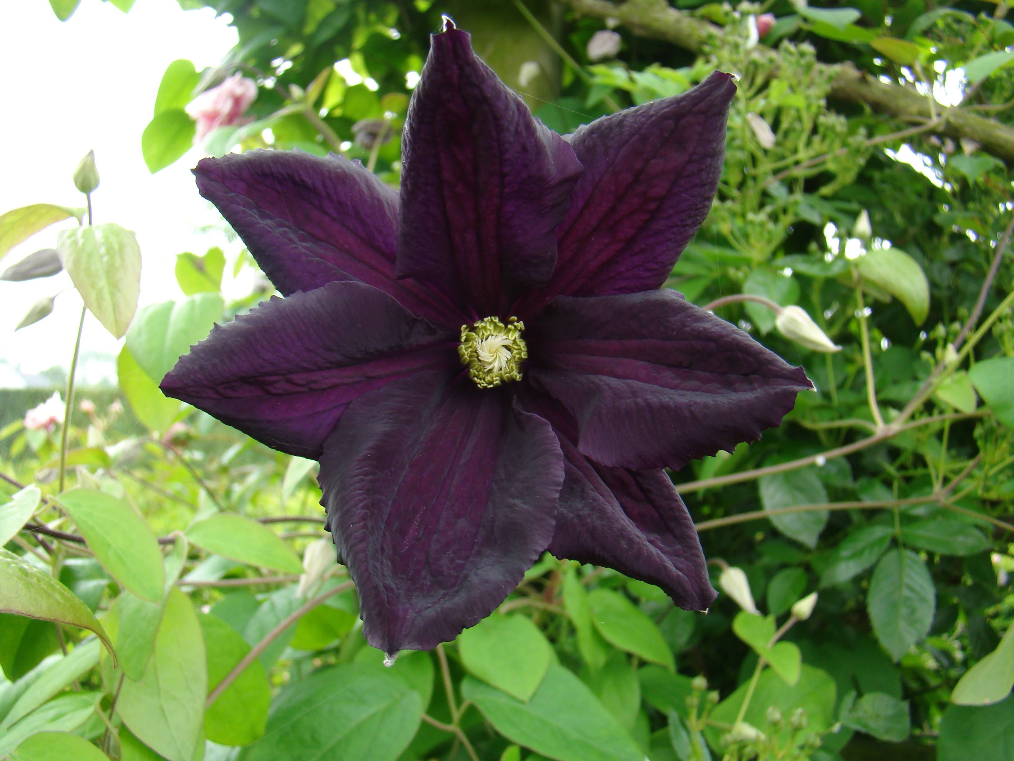 Niki Jabbour is the Year Round Vegetable Gardener.
